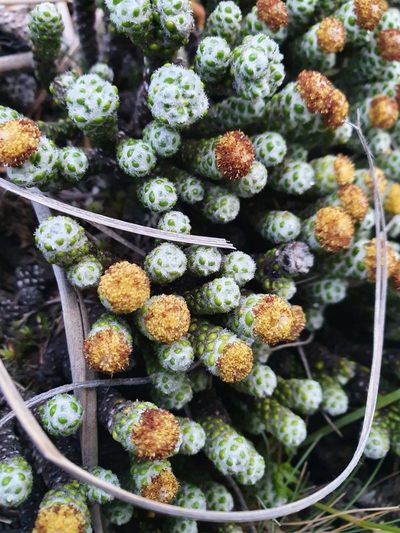 Helichrysum coralloides, photographed by Danielle Munster