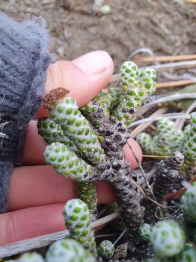 Helichrysum coralloides, photographed by Danielle Munster