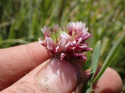 Trifolium wormskioldii, photographed by Martin Purdy