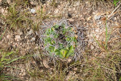 Gymnocalycium mostii, photographed by RAP