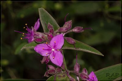 Tradescantia boliviana, photographed by RAP