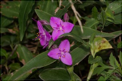 Tradescantia boliviana, photographed by RAP