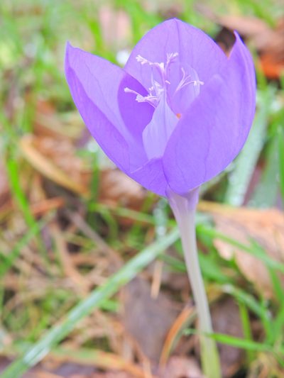 Crocus banaticus, photographed by xulescu_g