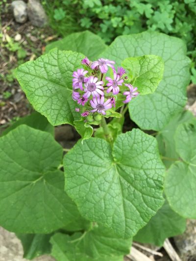 Pericallis webbii, photographed by seakmus