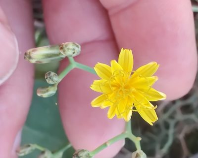 Launaea arborescens, photographed by drtimk
