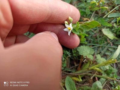 Solanum nitidibaccatum, photographed by Radosław Puchałka