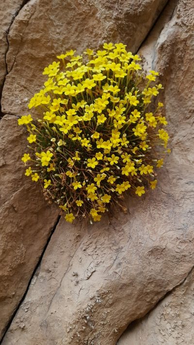 Dionysia michauxii, photographed by Mohammad Etemaddar