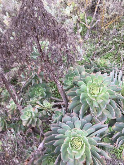 Aeonium percarneum, photographed by seakmus