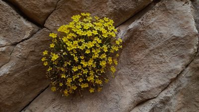 Dionysia michauxii, photographed by Mohammad Etemaddar