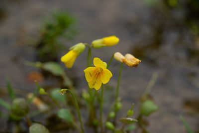 Leavenworthia crassa, photographed by Kyle M. Simpson