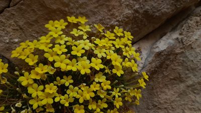 Dionysia michauxii, photographed by Mohammad Etemaddar