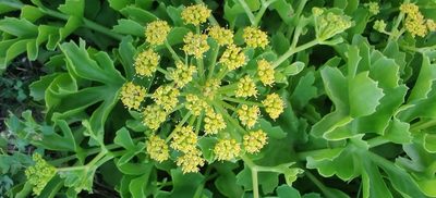 Astydamia latifolia
