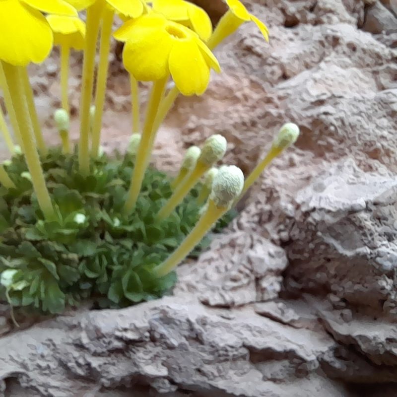 Dionysia diapensiifolia, photographed by Mohammad Etemaddar
