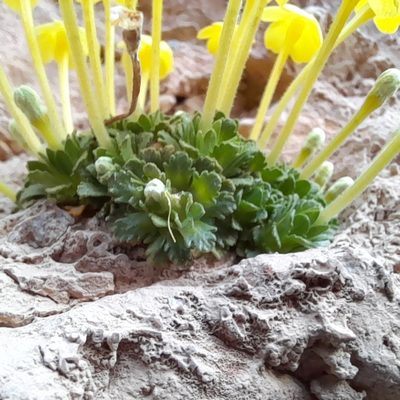 Dionysia diapensiifolia, photographed by Mohammad Etemaddar