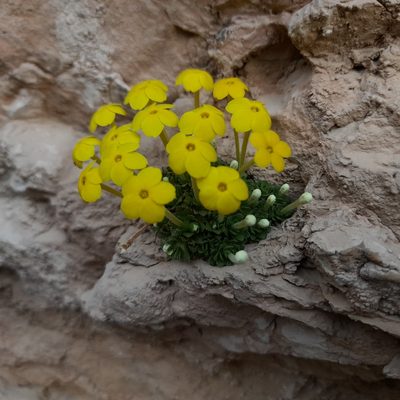Dionysia diapensiifolia, photographed by Mohammad Etemaddar