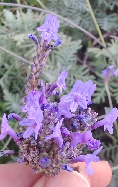 Lavandula buchii, photographed by drtimk