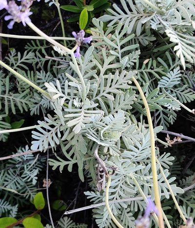 Lavandula buchii, photographed by drtimk