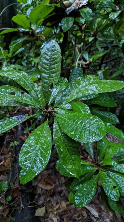 Erythrochiton gymnanthus, photographed by Trevor Van Loon
