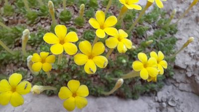 Dionysia michauxii, photographed by Mohammad Etemaddar