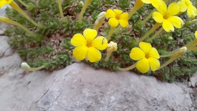 Dionysia michauxii, photographed by Mohammad Etemaddar