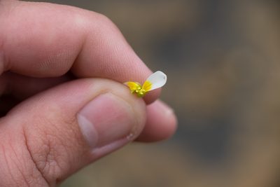 Leavenworthia crassa, photographed by Kyle M. Simpson