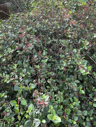 Ribes viburnifolium, photographed by Kristen Francis