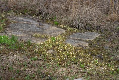 Leavenworthia crassa, photographed by Kyle M. Simpson
