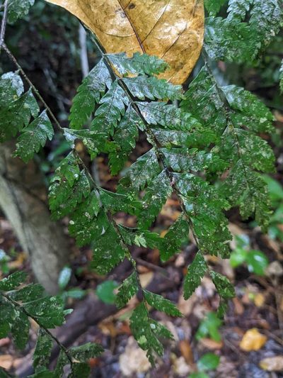 Dilodendron costaricense, photographed by Trevor Van Loon