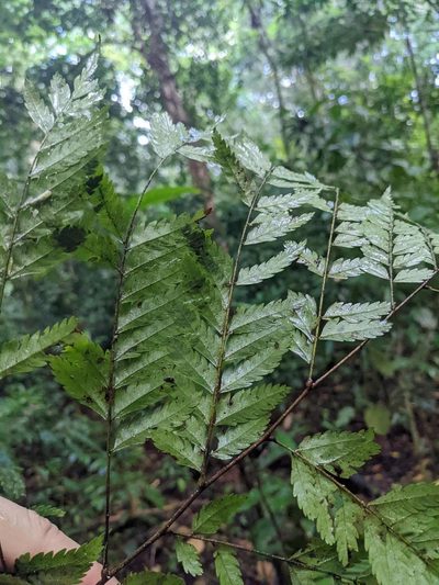 Dilodendron costaricense, photographed by Trevor Van Loon