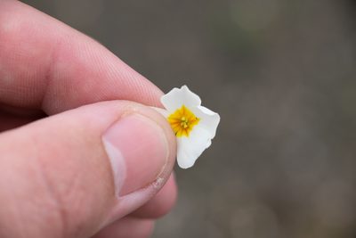 Leavenworthia alabamica, photographed by Kyle M. Simpson