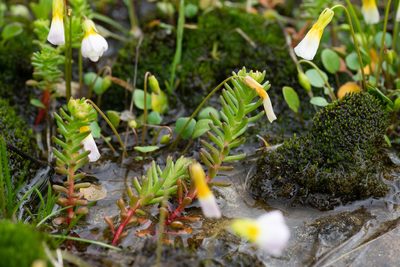 Leavenworthia alabamica, photographed by Kyle M. Simpson
