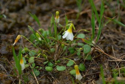 Leavenworthia crassa, photographed by Kyle M. Simpson