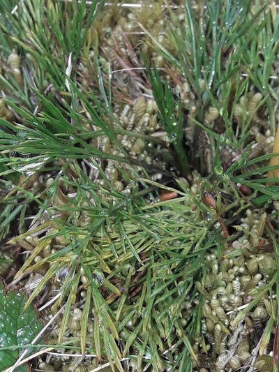 Aciphylla polita, photographed by naturewatchwidow