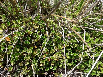 Myrsine nummularia, photographed by naturewatchwidow