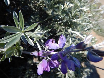 Lupinus chamissonis, photographed by Jake McCumber