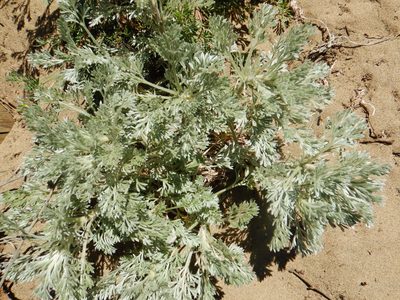 Artemisia pycnocephala, photographed by Jake McCumber