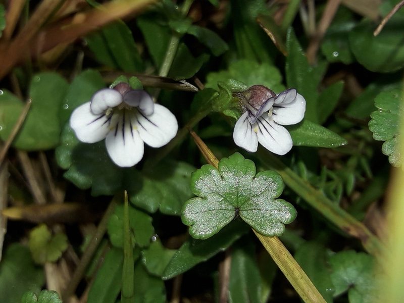 Euphrasia cheesemanii, photographed by naturewatchwidow