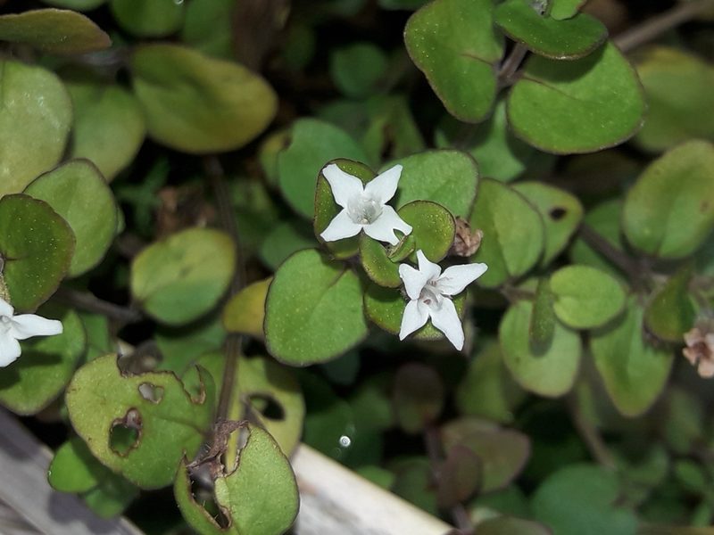 Mentha cunninghamii, photographed by naturewatchwidow