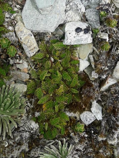 Anisotome imbricata, photographed by naturewatchwidow