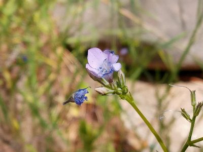 Saltugilia splendens, photographed by Daniel S.
