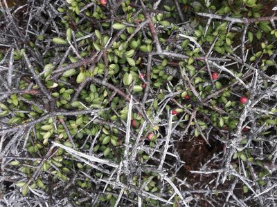 Aristotelia fruticosa, photographed by naturewatchwidow
