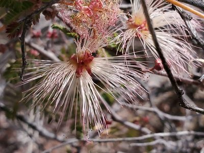 Calliandra eriophylla, photographed by Craig Martin