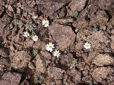 Monoptilon bellioides, photographed by Craig Martin