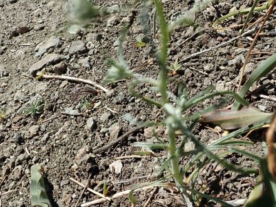 Cryptantha flaccida, photographed by joergmlpts
