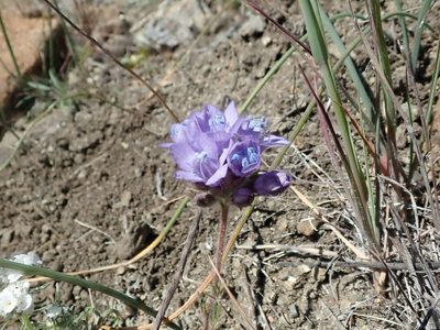 Gilia achilleifolia, photographed by joergmlpts