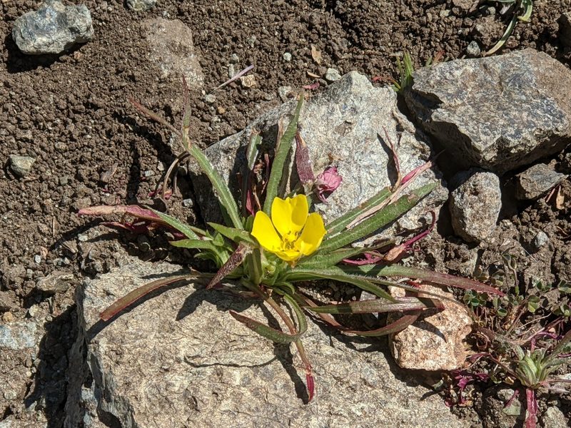 Tetrapteron graciliflorum, photographed by joergmlpts