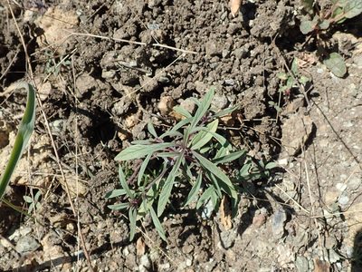 Monardella douglasii, photographed by joergmlpts