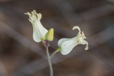 Streptanthus carinatus, photographed by Craig Martin