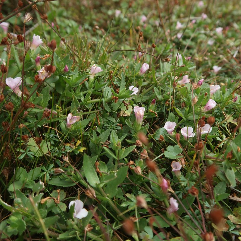 Gratiola pubescens, photographed by Cowirrie