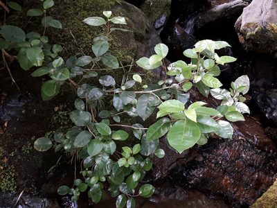 Olearia arborescens, photographed by naturewatchwidow